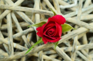 rose-829176_640